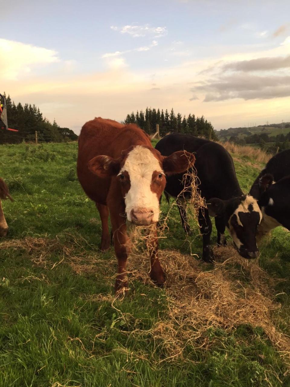 Above The River Karapiro Bed & Breakfast ภายนอก รูปภาพ